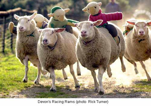 sheep_racing